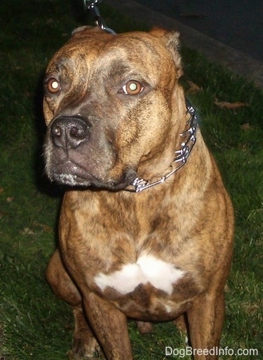 A Brown brindle with white American Bull Staffy is sitting in grass at night with its ears back. Its head is slightly turned to the left.